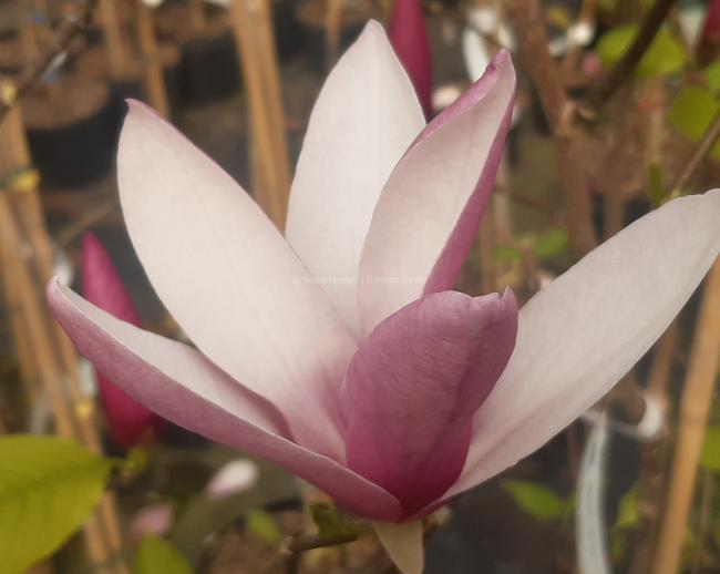 Magnolia 'Old Port'