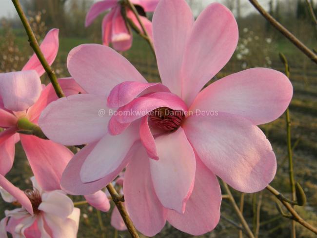 Magnolia 'Purple Breeze'