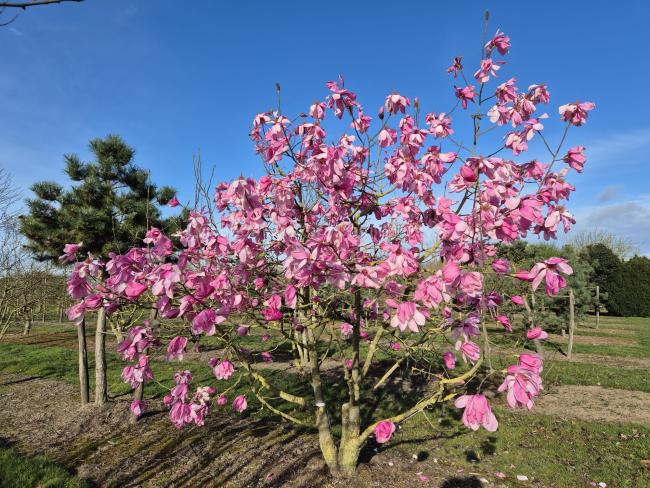 Magnolia 'Purple Breeze'