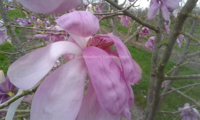 Magnolia 'Purple Breeze'