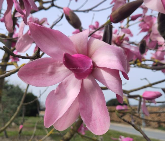 Magnolia 'Purple Breeze'
