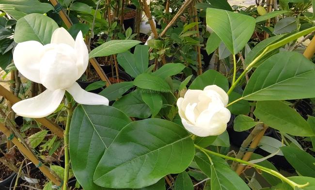 Magnolia 'Porcelain Dove'