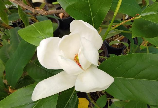 Magnolia 'Porcelain Dove'