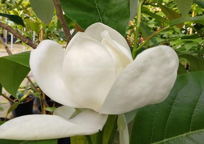 Magnolia 'Porcelain Dove'