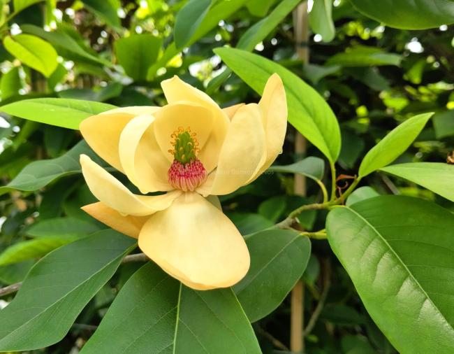 Magnolia 'Porcelain Dove'