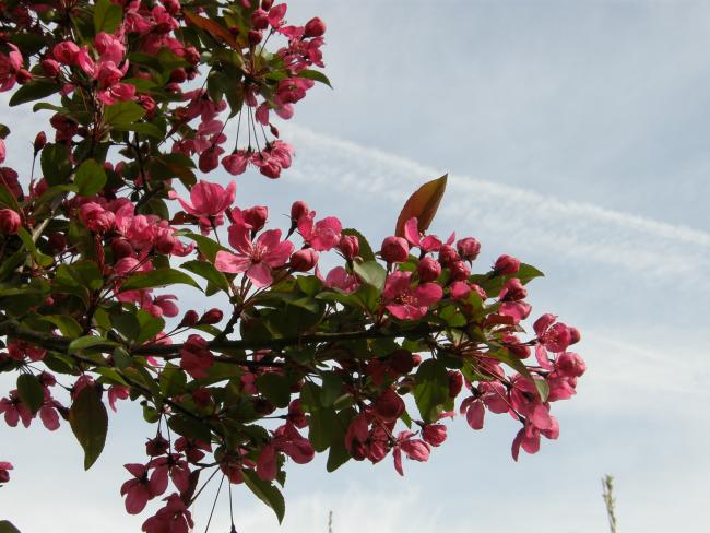 Malus 'Prairiefire'