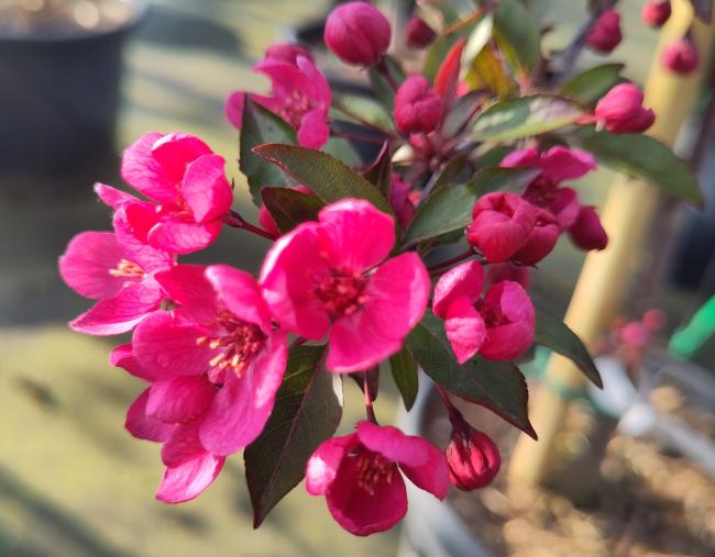 Malus 'Prairiefire'