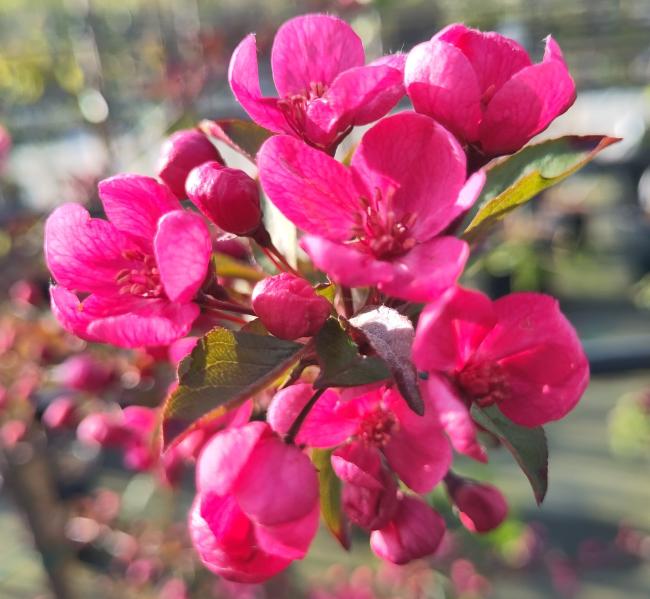 Malus 'Prairiefire'