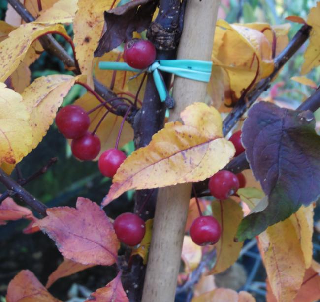 Malus 'Prairiefire'