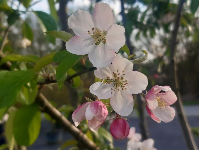 Malus 'Professor Sprenger'