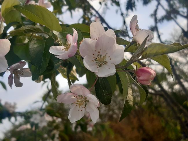 Malus 'Professor Sprenger'