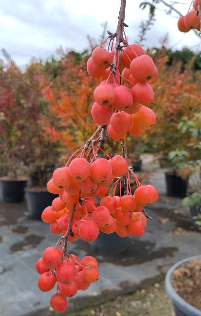 Malus 'Professor Sprenger'