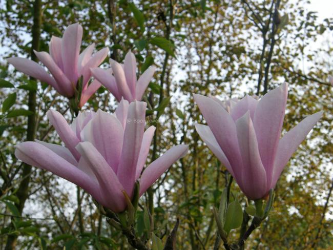 Magnolia 'Raspberry Ice'