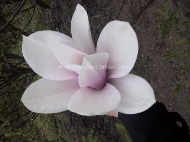 Magnolia 'Raspberry Ice'