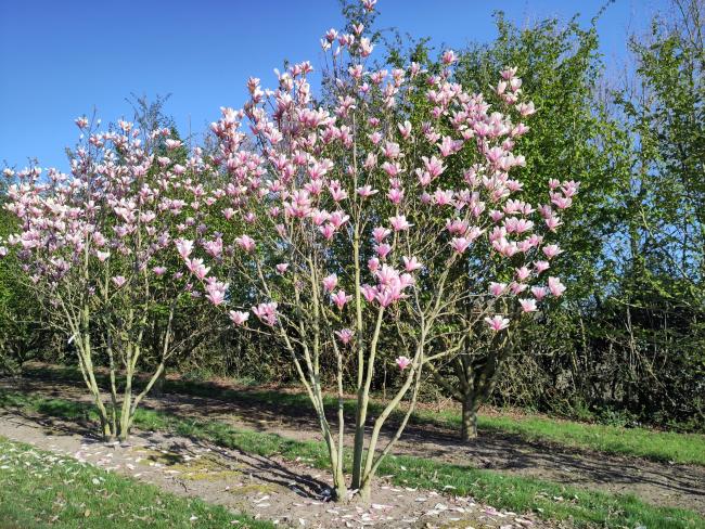 Magnolia 'Raspberry Ice'