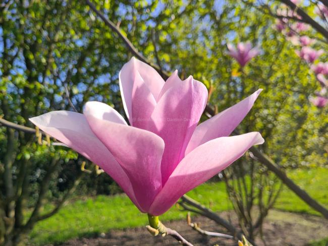 Magnolia 'Raspberry Ice'
