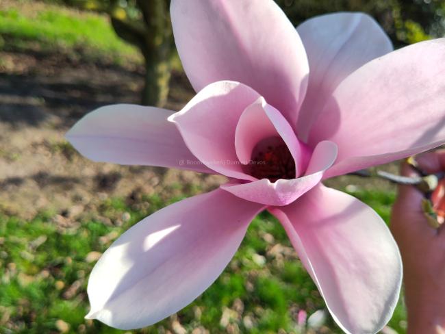 Magnolia 'Raspberry Ice'