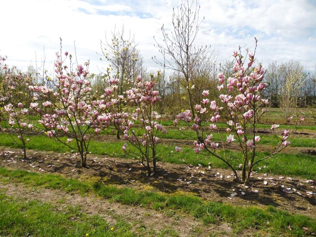 Magnolia soulangeana 'Alexandrina' (x)