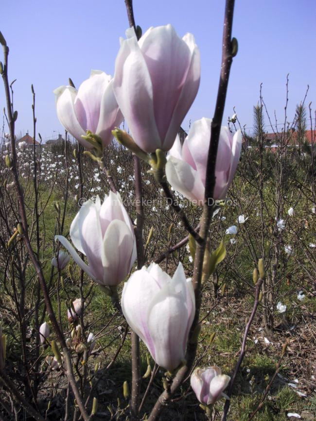 Magnolia soulangeana 'Alexandrina' (x)