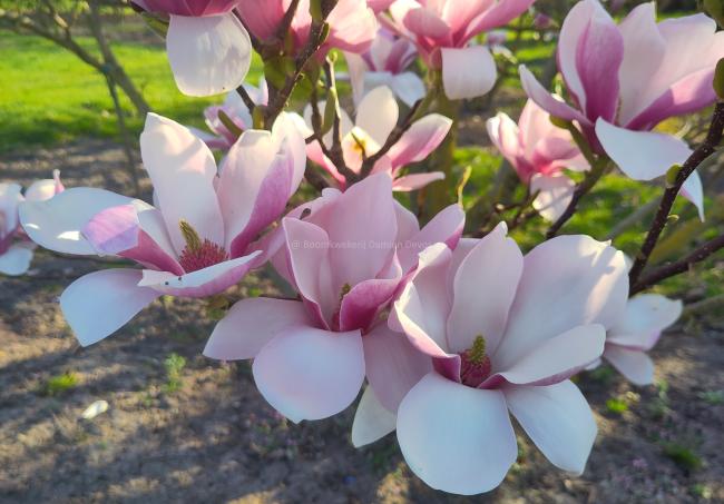 Magnolia soulangeana 'Alexandrina' (x)