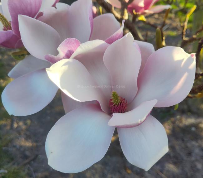 Magnolia soulangeana 'Alexandrina' (x)
