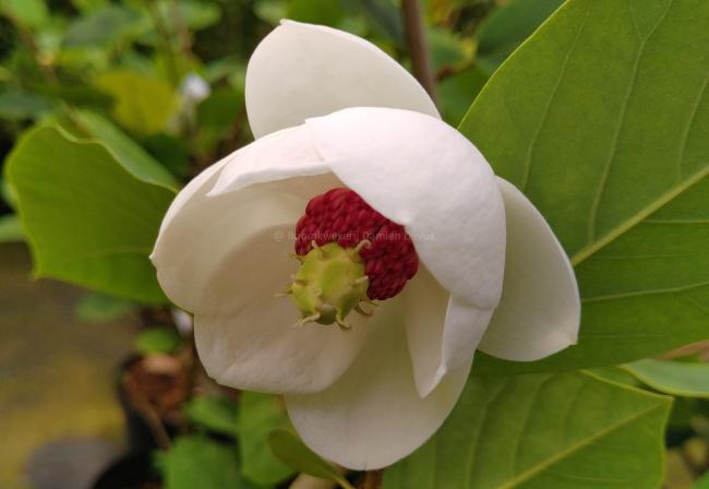 Magnolia sieboldii 'Colossus'