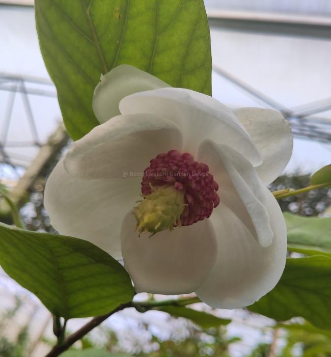 Magnolia sieboldii 'Colossus'