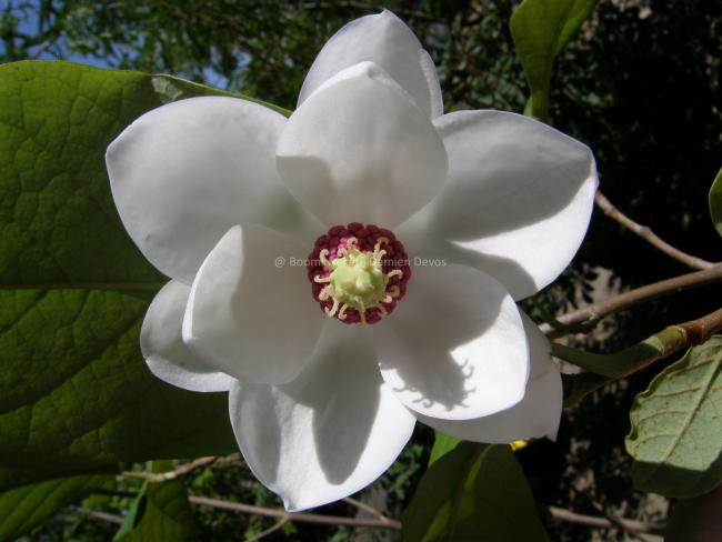 Magnolia sieboldii
