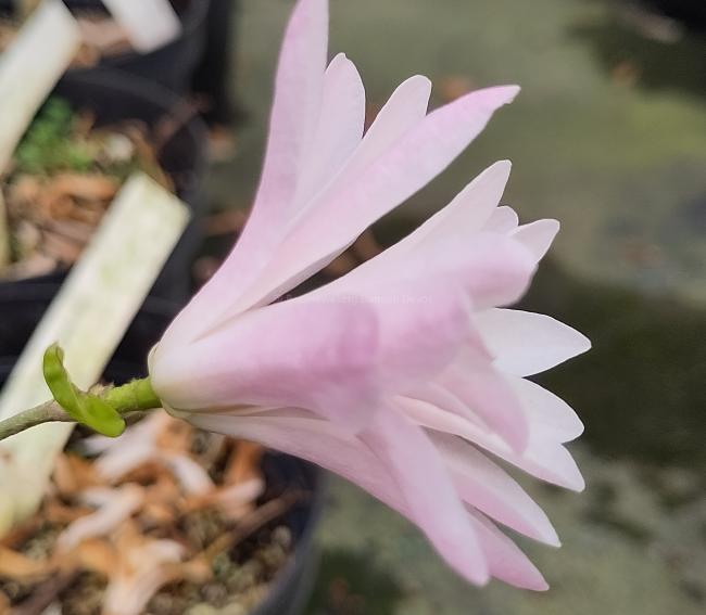 Magnolia stellata 'Jane Platt'