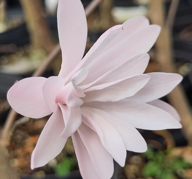 Magnolia stellata 'Jane Platt'