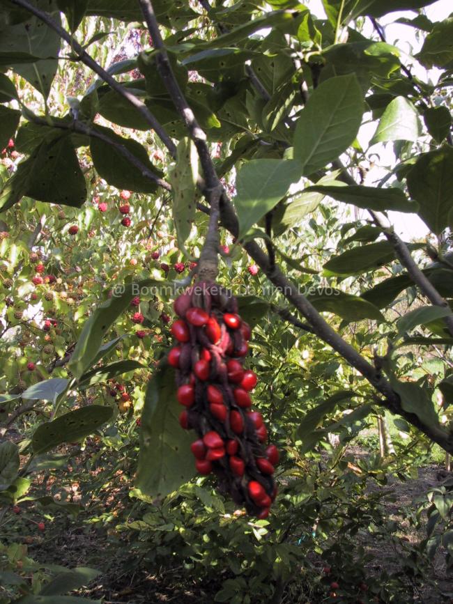 Magnolia soulangeana 'Lennei' (x)