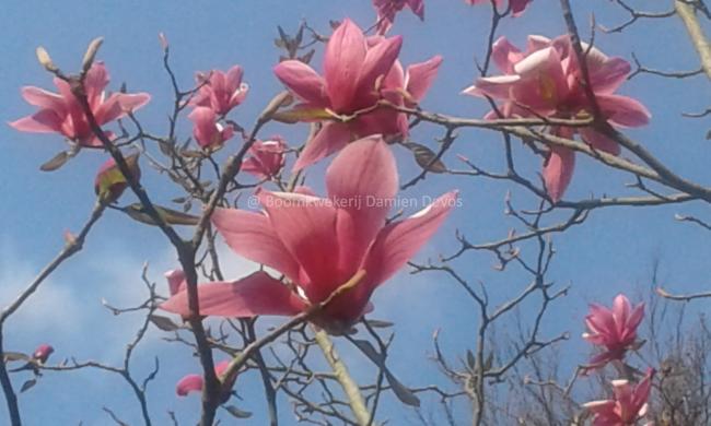 Magnolia 'Spectrum'