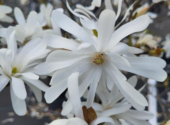 Magnolia stellata