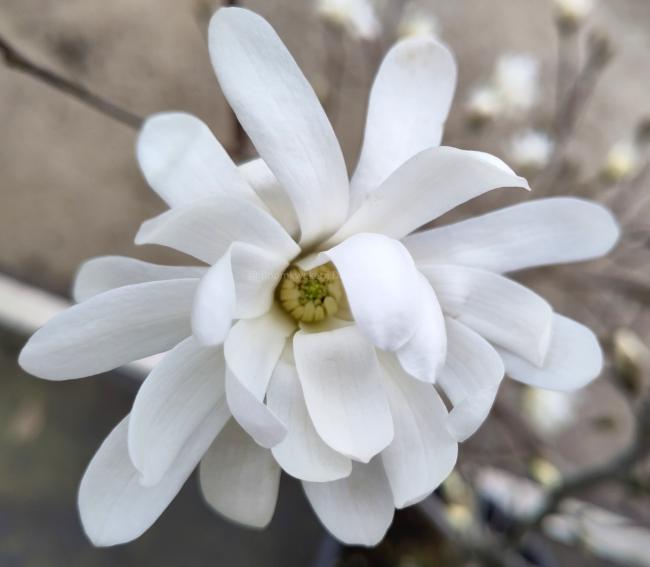 Magnolia stellata