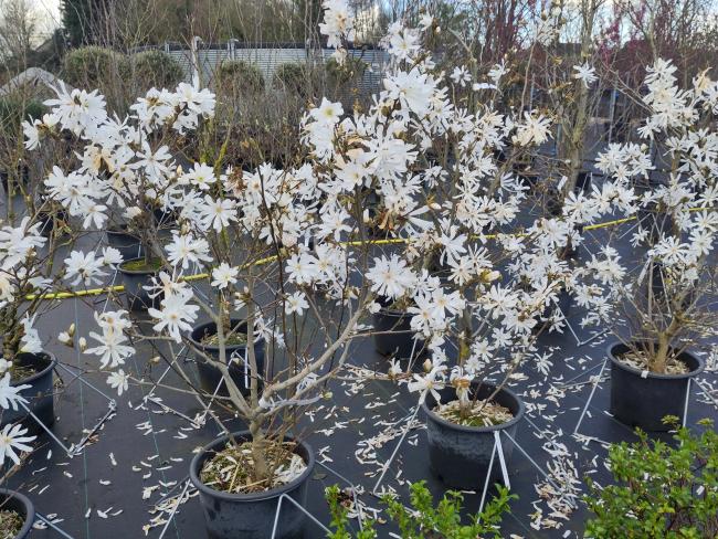 Magnolia stellata