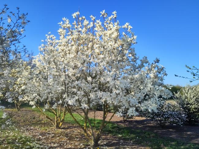 Magnolia 'Suishoren'