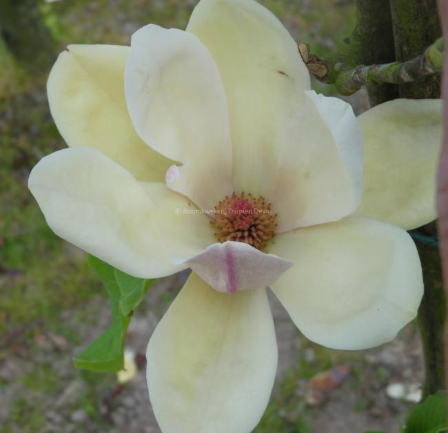 Magnolia 'Sunsation'