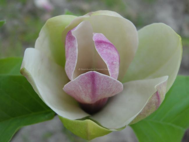 Magnolia 'Sunsation'