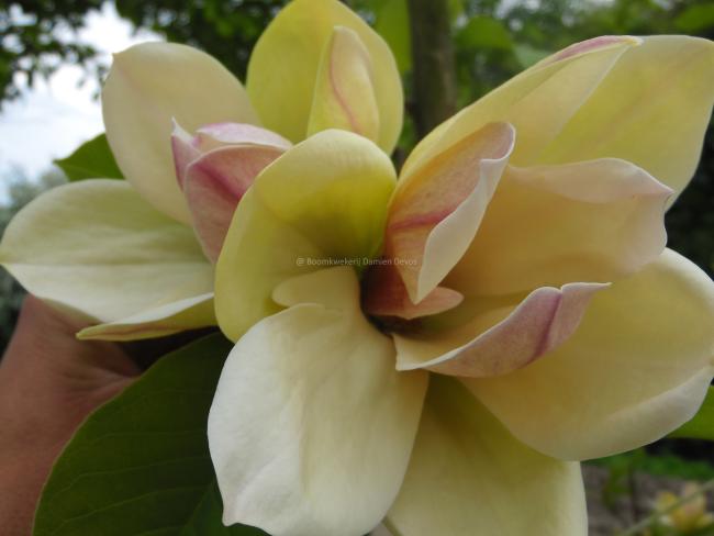 Magnolia 'Sunsation'