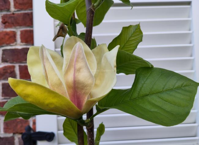 Magnolia 'Sunsation'