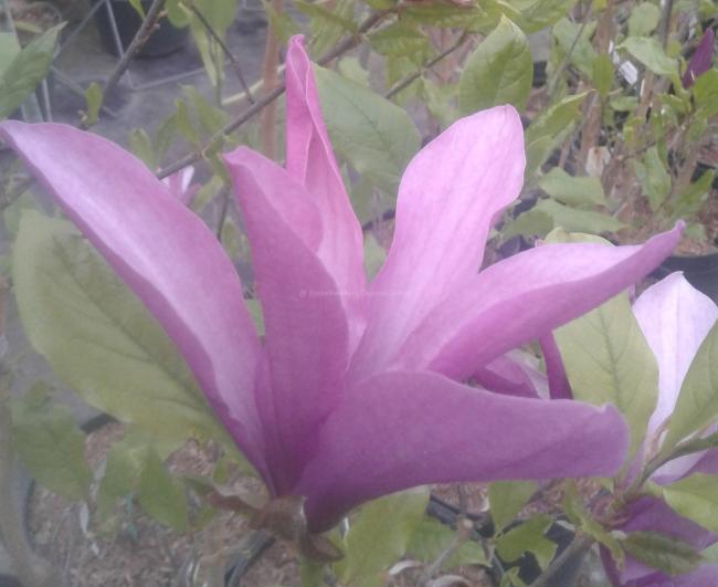 Magnolia 'Susan'