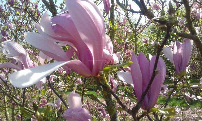 Magnolia 'Susan'