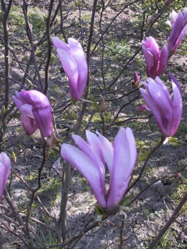 Magnolia 'Susan'