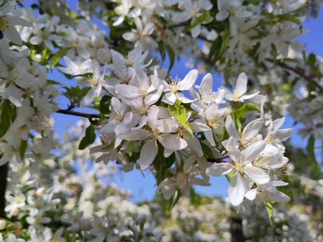 Malus toringo 'Brouwers Beauty'