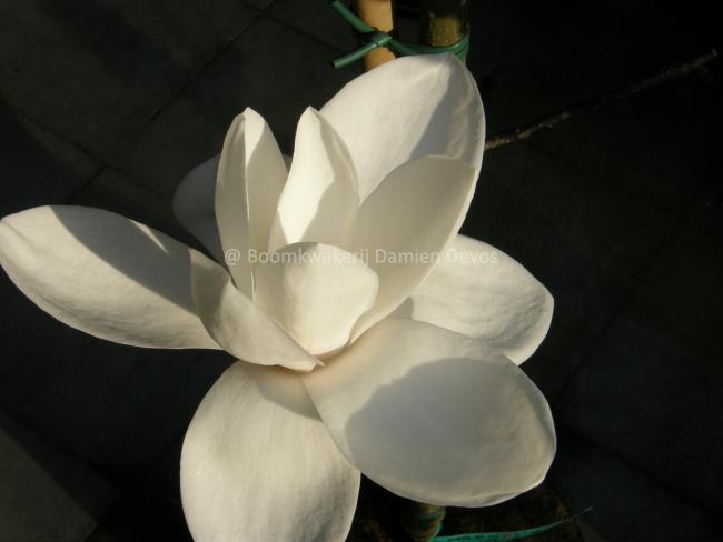 Magnolia 'Tina Durio'