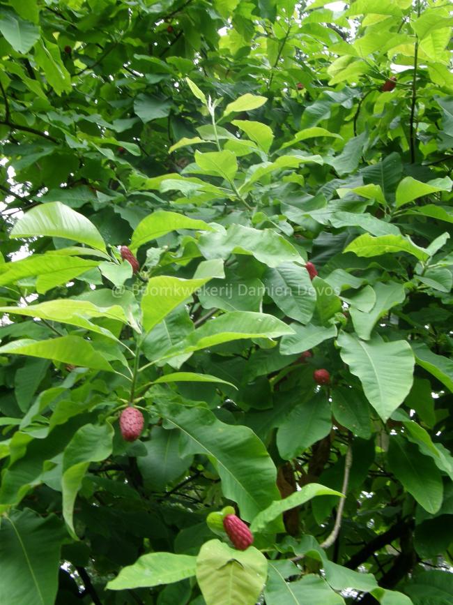 Magnolia tripetala