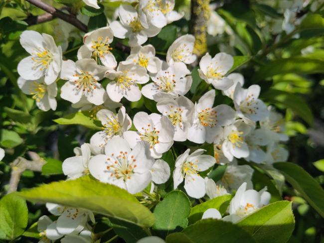 Malus toringo var sargentii