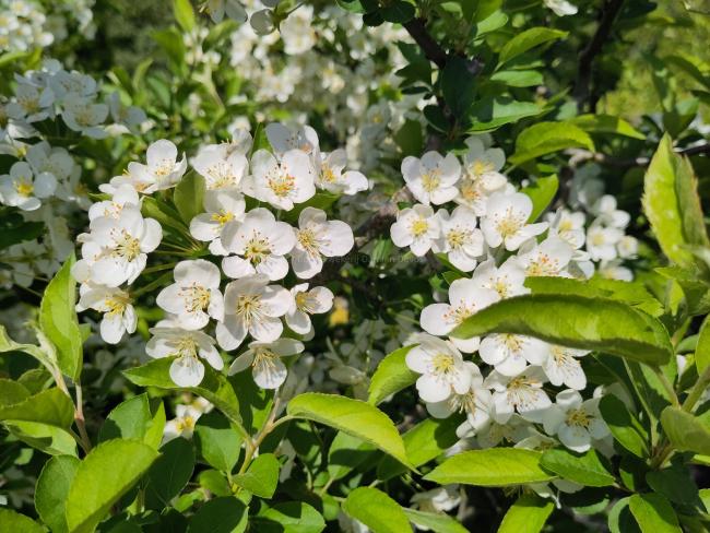 Malus toringo var sargentii