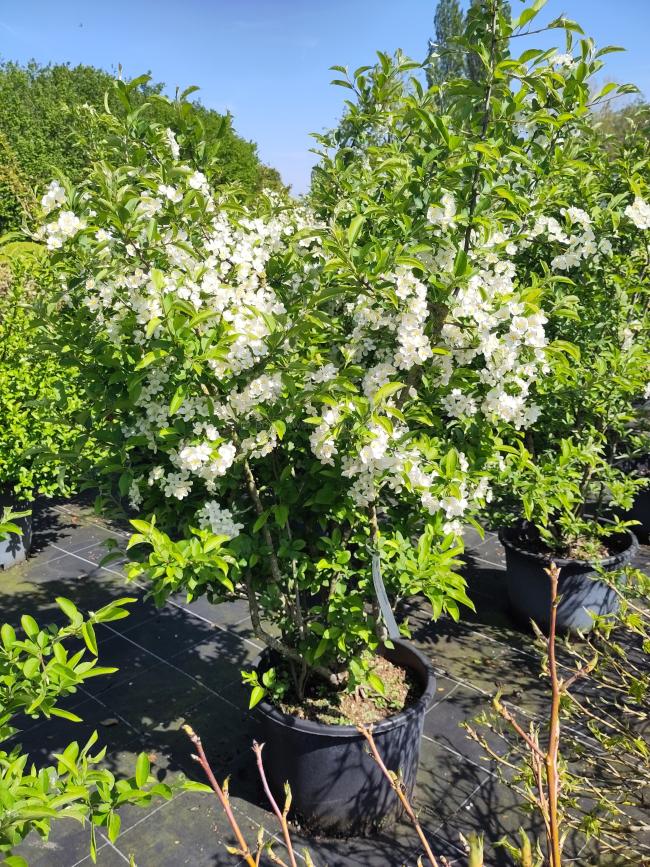 Malus toringo var sargentii
