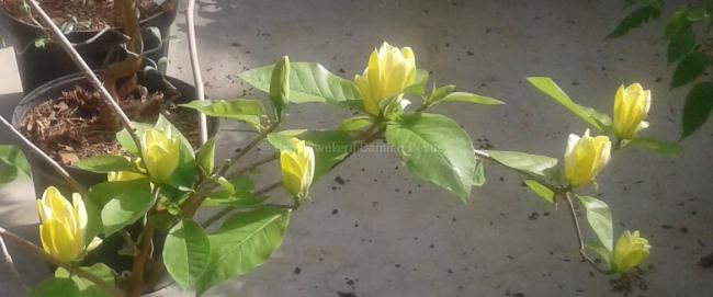 Magnolia 'Yellow Bird'